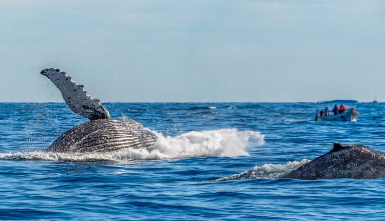 Sydney’s Whales